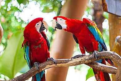 《小丑牌》作者推荐！全新肉鸽卡牌构筑游戏《星之侵略者》将于4月30日发布！